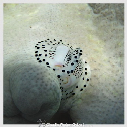 egg cowry by Claudia Weber-Gebert 